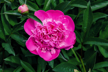 Beautiful peony flower on a background of green leaves