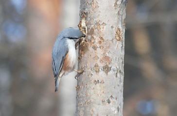 Nuthatch on the tree is looking for food.