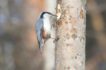 Nuthatch on the tree is looking for food.