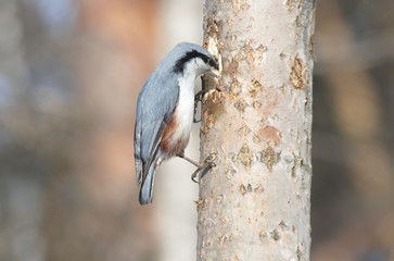 Nuthatch on the tree is looking for food.