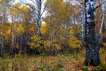 Fototapeta premium autumn in the park