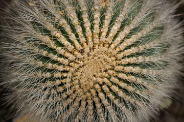  cactus top view