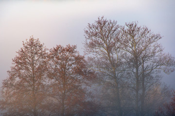 Obraz na płótnie Canvas Morning fog in forest