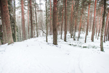 Winter forest with pines in snow.