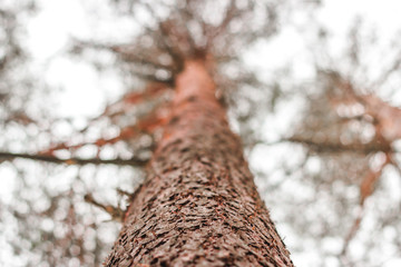 Looking to treetop from below - hopeful. High pine.