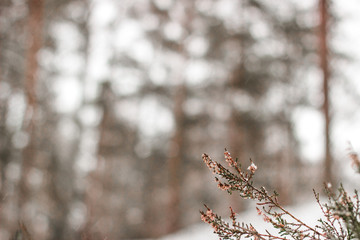 Winter nature with blurred background and heather in forest