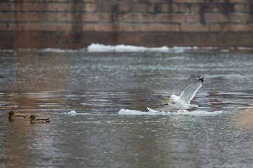 Gulls on a drifting ice floe © rostovdriver