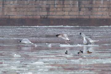 Gulls on a drifting ice floe © rostovdriver