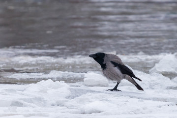 Grey crow on snow and ice on a bank of river