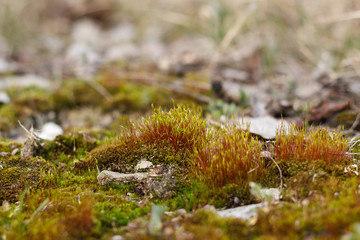 moss grows on the ground in spring