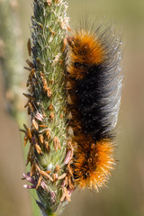 Which way up - Ranchman's Tiger Moth (Platyprepia virginalis). Looks like a Woolly Bear, but is not. A Wooly Bear is orange in the middle with black ends.