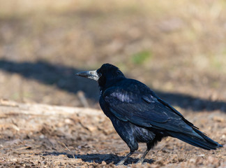 Obraz premium Black Carrion Crow or Corvus corone bird in city
