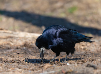 Black Carrion Crow or Corvus corone bird in city