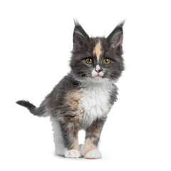 Cute tortie bicolor Maine Coon cat kitten, standing half side ways. Looking straight ahead beside camera with brown /green eyes. Isolated on white background.