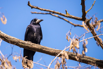 Black Carrion Crow or Corvus corone bird in city