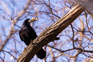 Black Carrion Crow or Corvus corone bird in city
