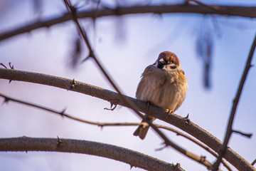 Eurasian Sparrow on the branches in city park