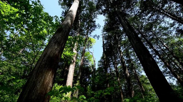 赤沢自然休養林のヒノキの森