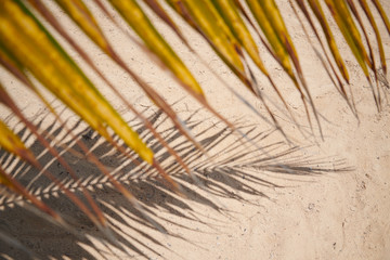 Obraz premium Palme Natur Meer