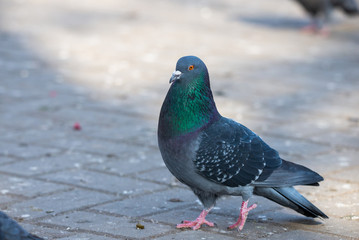 Pigeon Dove in the city streets Urban Birds Flying Sitting Wildlife Feathers Wings