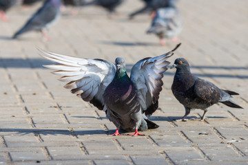 Pigeon Dove in the city streets Urban Birds Flying Sitting Wildlife Feathers Wings