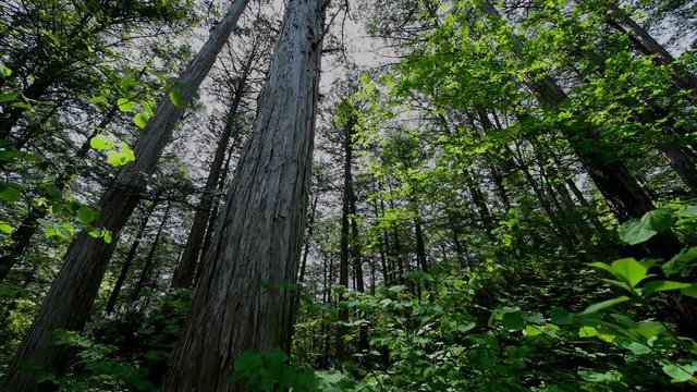 赤沢自然休養林のヒノキの森