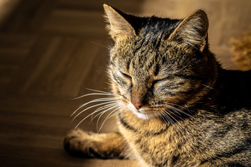 The lazy striped cat lies on the floor. copy space
