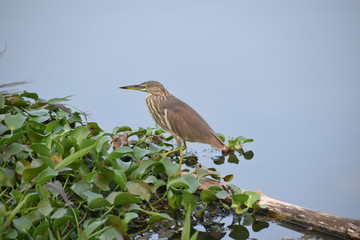 Indian Pond Heron, Kerala, India
