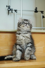 Silver Tabby Mixed breed kitten. Between American Kerr and Scottish