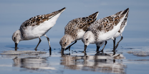 Heads Down - Sanderlings (Calidris alba) feeding along the shore. Washington, USA