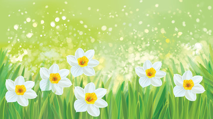 Fototapeta na wymiar Vector daffodil flowers on spring, green, bokeh background.
