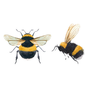 Watercolor bumblebee vector illustrations