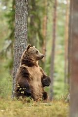 bear standing against a tree in forest