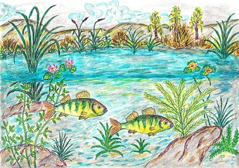 Fototapeta na wymiar Hand drawn multicolor illustration with european perch (perca fluviatilis) - scan