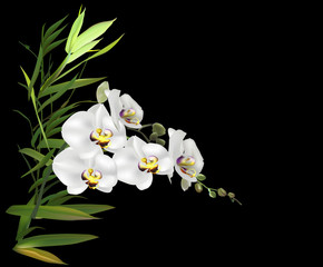 white orchid and green bamboo isolated on black