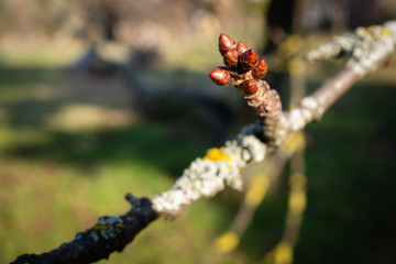 Bourgeons de cerisiers