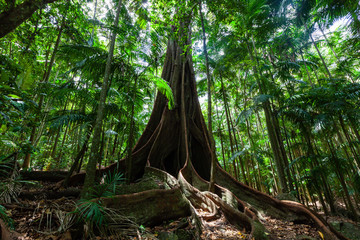 Giant fig tree roots in a rainforest - obrazy, fototapety, plakaty