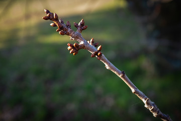 Bourgeons de cerisiers 