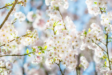Beautiful nature scene with blooming cherry tree in spring