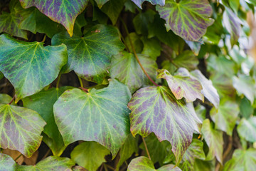Ivy at an old stone wall