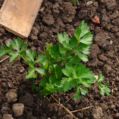 Pour votre santé , cultivez du céleri au jardin !