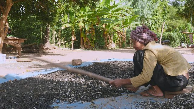 Manual crushing of dried beans with a wooden stick (close-up)	