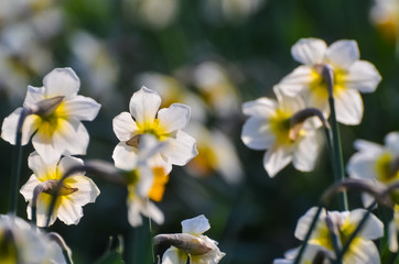 April, the first spring flowers, white and yellow daffodils in a green garden on a sunny meadow. Narcissus.