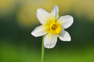 April, the first spring flowers, white and yellow daffodils in a green garden on a sunny meadow. Narcissus.