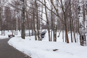 Scenic image of spruces trees. Frosty day, calm wintry scene. Location Russia. Great picture of wild area. Tourism or Christmas concept.