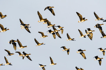 マガンの群飛(Greater white-fronted goose)