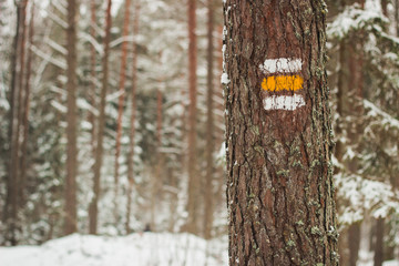 Pine trunk with out of focus background