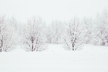 Scenic image of spruces trees. Frosty day, calm wintry scene. Location Russia. Great picture of wild area. Tourism or Christmas concept.