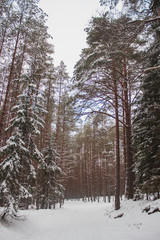 Path in pine woods in winter with snow. 