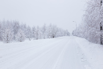 Obraz premium Scenic image of spruces trees. Frosty day, calm wintry scene. Location Russia. Great picture of wild area. Tourism or Christmas concept.
